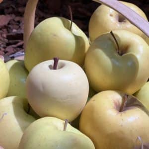 Molde Postre Manzanas/Melocotones individuales termoformado - Imagen 3